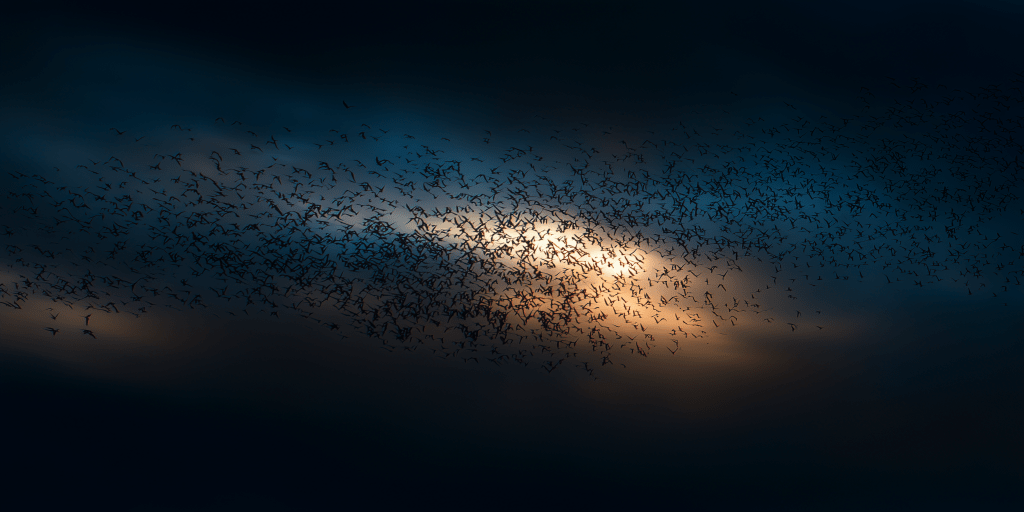 A dynamic flock of small birds flying against a twilight sky, creating a striking silhouette against soft clouds and a glowing horizon.